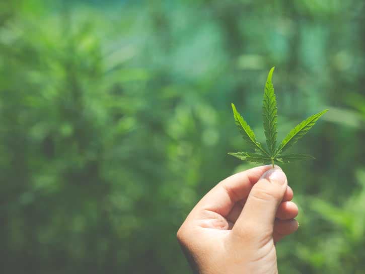 medicinal cannabis