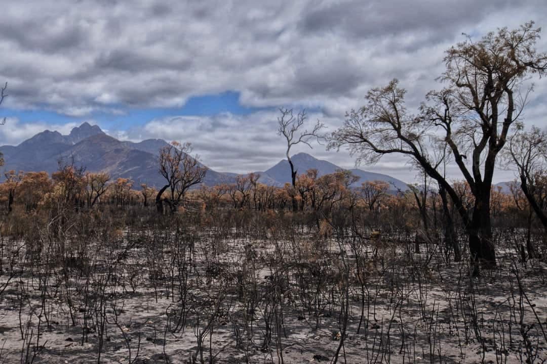 free-mental-health-support-for-bushfire-victims