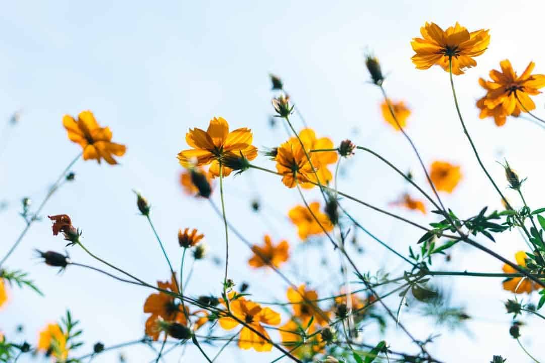spring